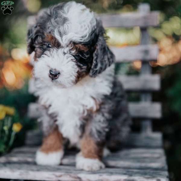 Victor, Mini Bernedoodle Puppy