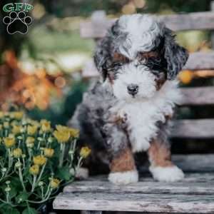 Victor, Mini Bernedoodle Puppy