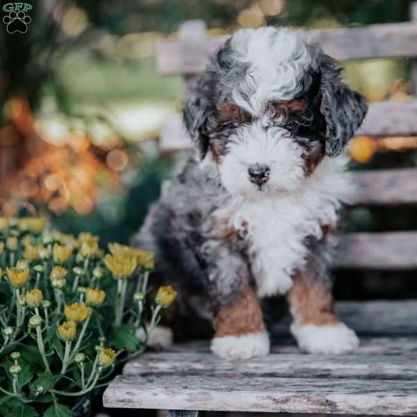Victor, Mini Bernedoodle Puppy