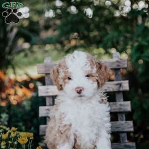 Vinnie, Mini Bernedoodle Puppy