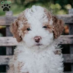 Vinnie, Mini Bernedoodle Puppy