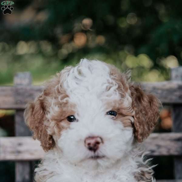 Vinnie, Mini Bernedoodle Puppy