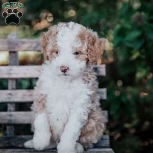Vinnie, Mini Bernedoodle Puppy