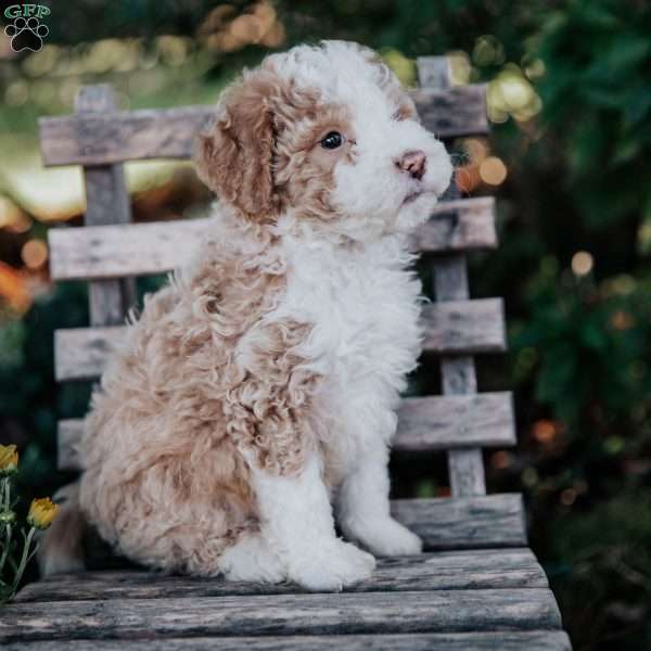 Vinnie, Mini Bernedoodle Puppy