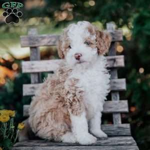 Vinnie, Mini Bernedoodle Puppy
