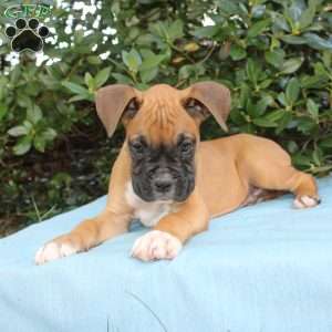 Mack, Boxer Puppy