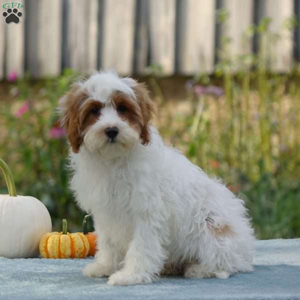 Mason, Cavapoo Puppy