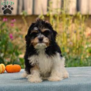 Alexa, Cavachon Puppy