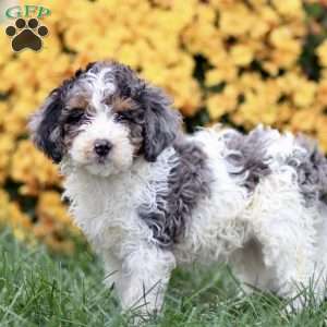 Tamara, Sheepadoodle Puppy