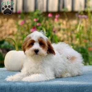 Mason, Cavapoo Puppy