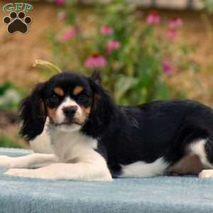 Anderson, Cavachon Puppy