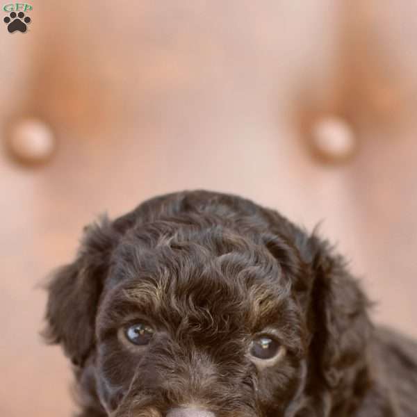 Alfie, Miniature Poodle Puppy