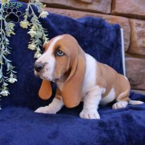 Baxter, Basset Hound Puppy