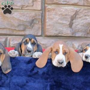 Baxter, Basset Hound Puppy