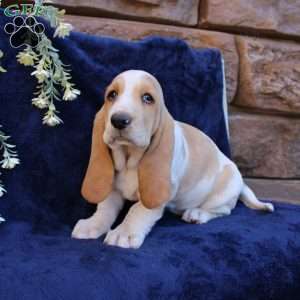Bonnie, Basset Hound Puppy
