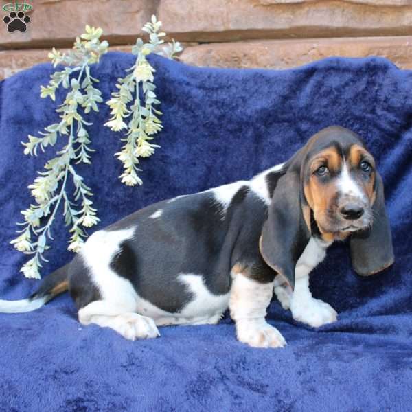Betty, Basset Hound Puppy