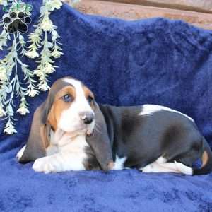 Bessie, Basset Hound Puppy