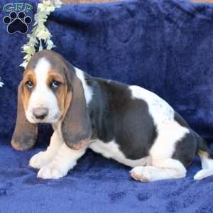Blondie, Basset Hound Puppy