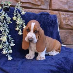 Boone, Basset Hound Puppy