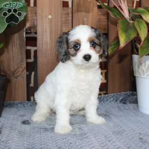 Lola, Cavapoo Puppy