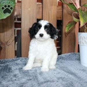 Luke, Cavapoo Puppy