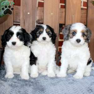 Luke, Cavapoo Puppy