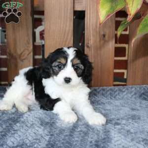Lilly, Cavapoo Puppy