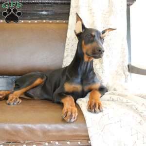 Sasha, Doberman Pinscher Puppy