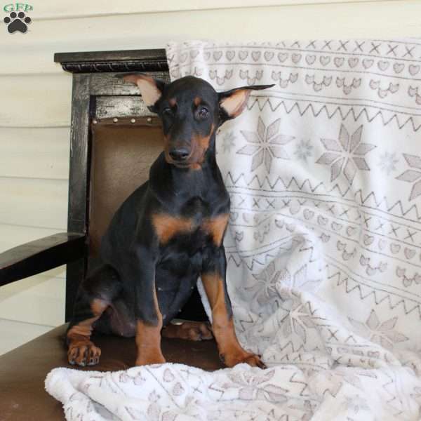 Sunshine, Doberman Pinscher Puppy