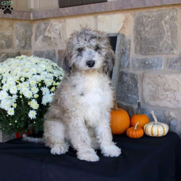 Satelite, Mini Labradoodle Puppy