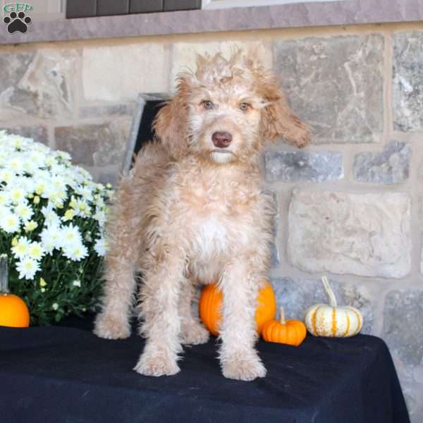 Sunshine, Mini Labradoodle Puppy