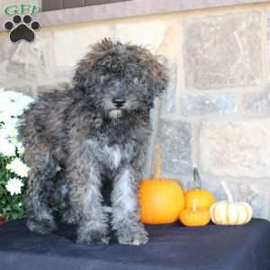 Sundae, Mini Labradoodle Puppy