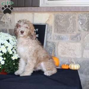 Sunset, Mini Labradoodle Puppy