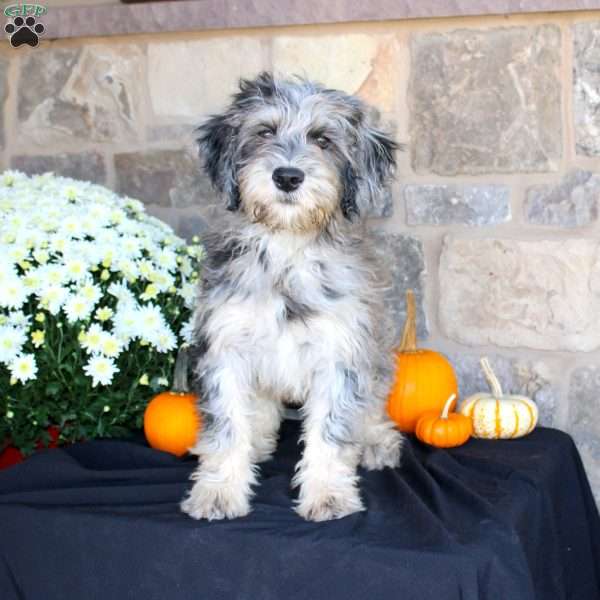 Shadow, Mini Labradoodle Puppy