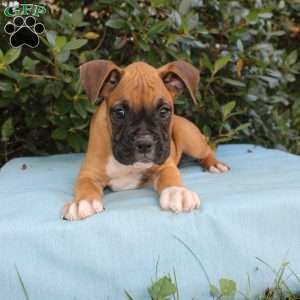 Mack, Boxer Puppy