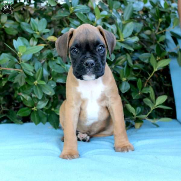 Maverick, Boxer Puppy
