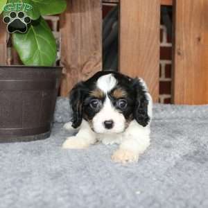 Ava, Cavapoo Puppy