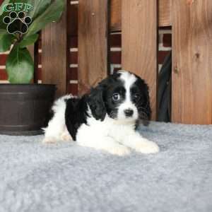 Ace, Cavapoo Puppy