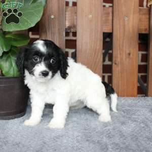 Abby, Cavapoo Puppy