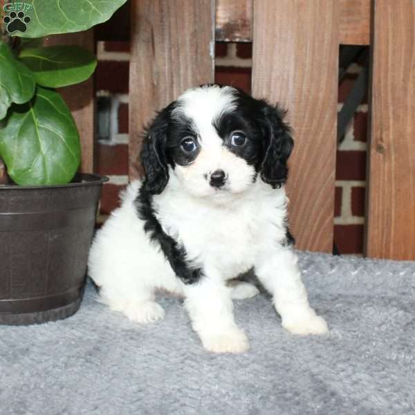 Alex, Cavapoo Puppy