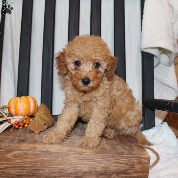 Pam, Mini Goldendoodle Puppy