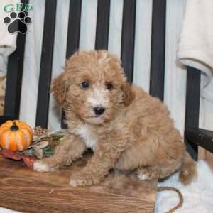 Polly, Mini Goldendoodle Puppy