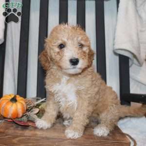 Penelope, Mini Goldendoodle Puppy
