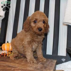 Pete, Mini Goldendoodle Puppy
