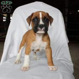 Baxter, Boxer Puppy