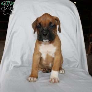 Boone, Boxer Puppy