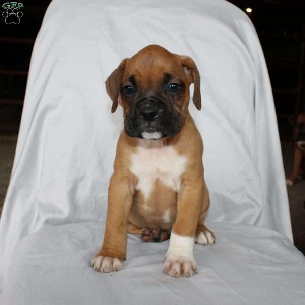 Boone, Boxer Puppy