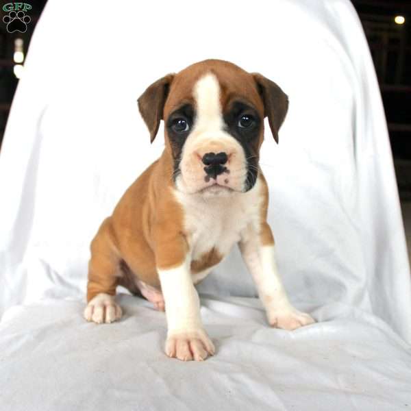 Billy, Boxer Puppy