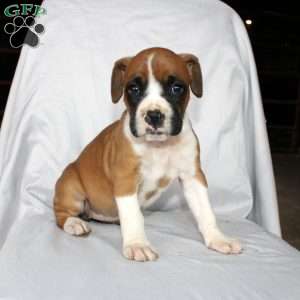 Beauty, Boxer Puppy