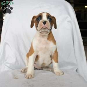 Betsy, Boxer Puppy